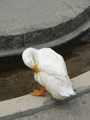 Image showing Duck