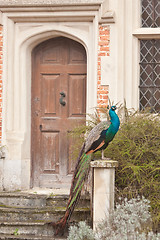 Image showing peacock