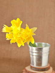 Image showing daffodils