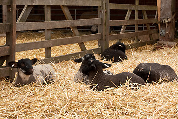 Image showing sheep