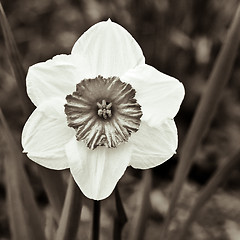 Image showing daffodil