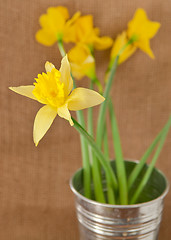 Image showing daffodils