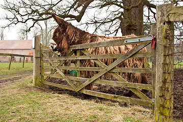 Image showing donkey