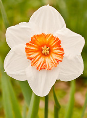 Image showing daffodil