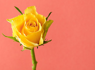 Image showing yellow rose