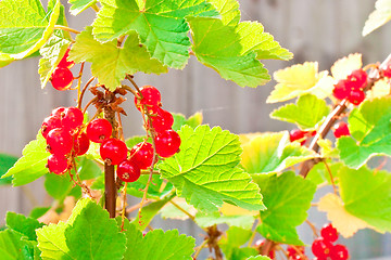 Image showing Redcurrants