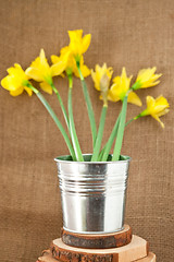 Image showing daffodils