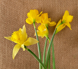 Image showing daffodils