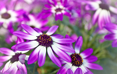 Image showing Senetti flowers