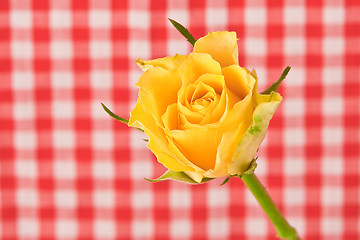 Image showing yellow rose