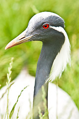 Image showing heron