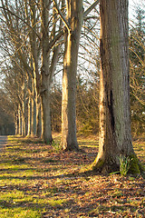 Image showing woodland