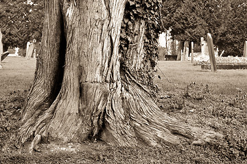 Image showing tree trunk