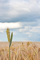 Image showing Wheat