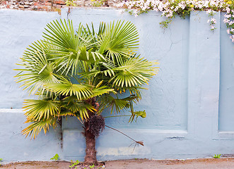 Image showing A palm tree against a blue wall É