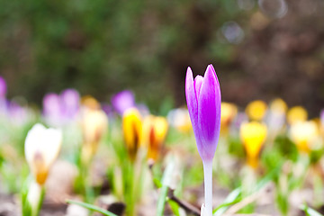 Image showing crocus