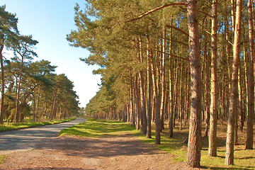 Image showing woodland