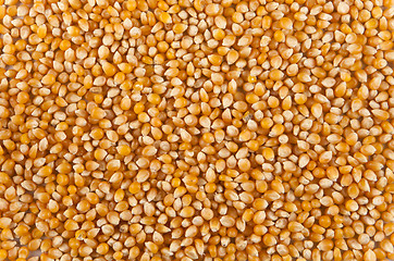 Image showing corn 