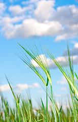 Image showing Lovely image of young barley against an idyllic blue sky