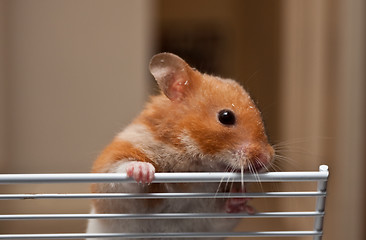 Image showing hamster