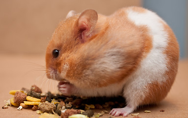 Image showing hamster