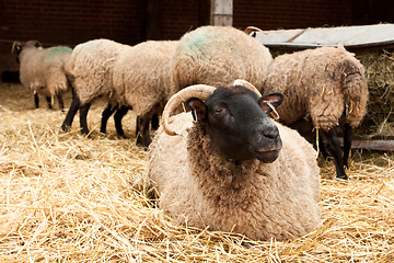 Image showing sheep