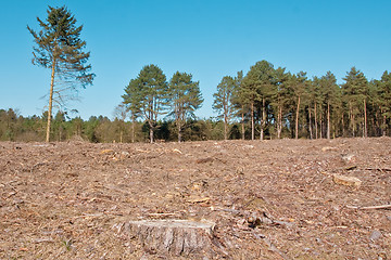 Image showing woodland