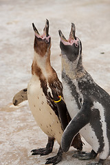 Image showing penguin