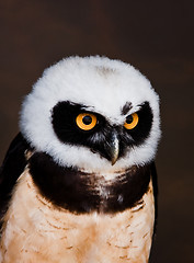 Image showing spectacled owl