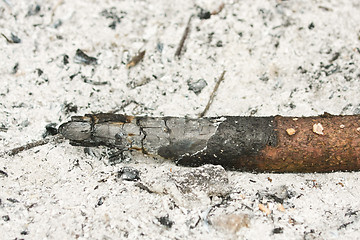 Image showing A burnt log lying in ashes