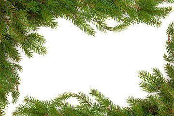 Image showing Spruce Fir Pine Border