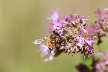 Image showing Bee on purple flower