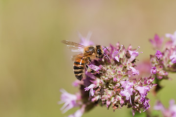 Image showing Bee 