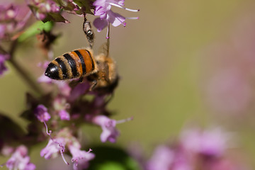 Image showing Bee bottom