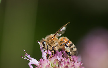 Image showing Bee on purple flower