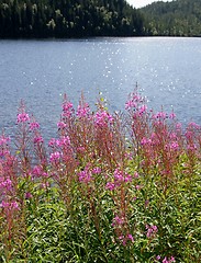 Image showing Willowherb by a lake