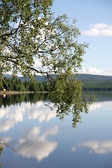 Image showing Birch branch