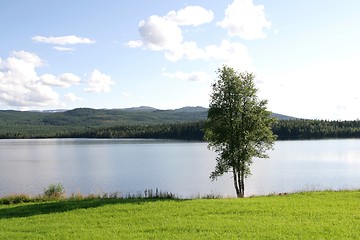 Image showing Birch by a lake