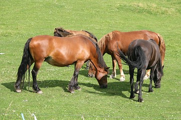 Image showing Grazing horses