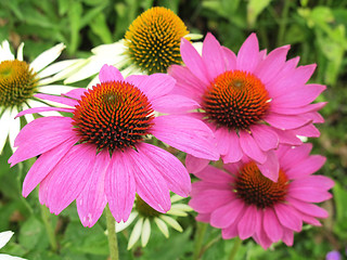 Image showing echinacea flowers