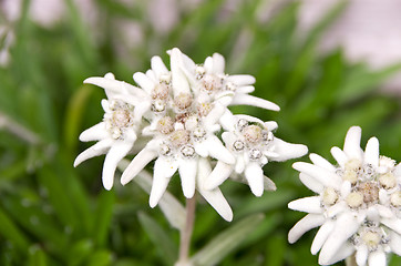 Image showing edelweiss leontopodium alpinum