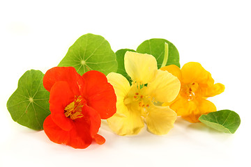 Image showing nasturtium