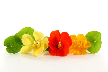 Image showing nasturtium