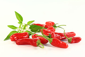 Image showing Spice paprika