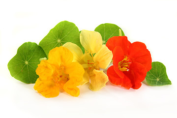 Image showing nasturtium