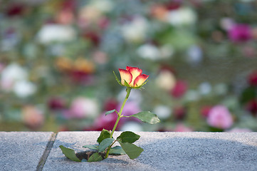 Image showing Rose i spikersuppa, Utøya terror hit 2011