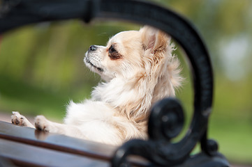 Image showing Dog on bench