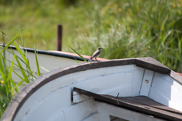 Image showing Bird onboard