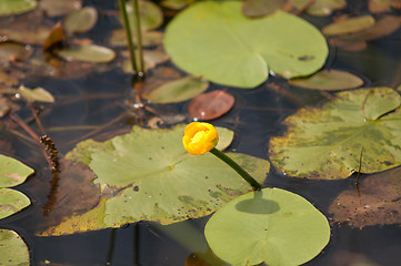 Image showing Water lilly