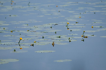 Image showing Water lillies
